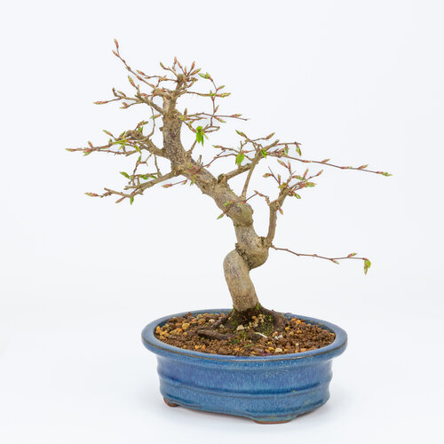 Outdoor Bonsai Carpinus coreana blue oval pot 19cm, height ~32cm