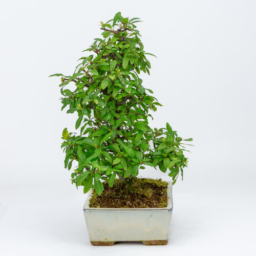 Buiten Bonsai Pyracantha creme rechthoekige pot 18cm, hoogte ~34cm