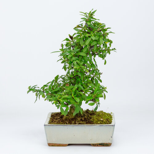 Buiten Bonsai Pyracantha creme rechthoekige pot 18cm, hoogte ~34cm