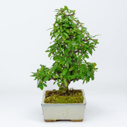 Outdoor Bonsai Outdoor Bonsai Pyracantha creme rechthoekige pot 18cm, height ~34cm
