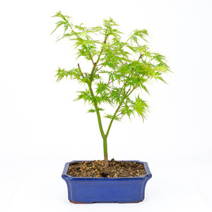 Acer palmatum Seiryu blauwe mokko 23cm, height ~40cm