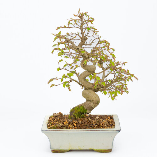 Buiten Bonsai Carpinus coreana witte rechtoekige 19cm, height ~36cm