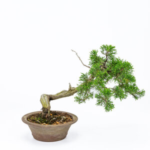 Juniperus chinensis ongeglazuurde ronde pot 15cm, hoogte ~23cm
