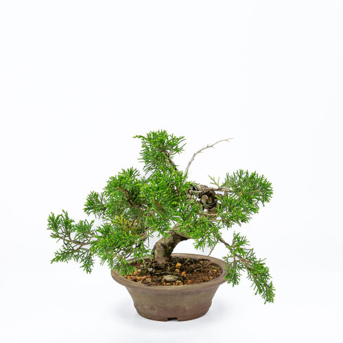 Buiten Bonsai Juniperus chinensis ongeglazuurde ronde pot 15cm, hoogte ~23cm