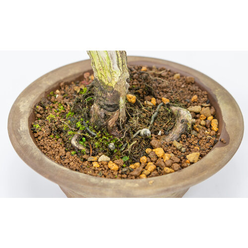 Outdoor Bonsai Juniperus chinensis unglazed round pot 15cm, height ~23cm