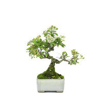 Shohin Pyracantha creme rectangular pot 8.5cm , height ~20cm