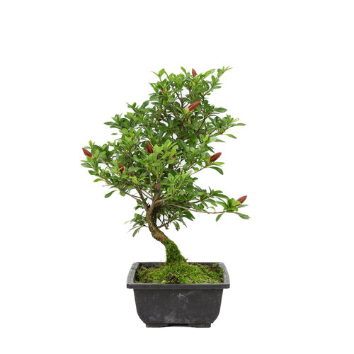 Outdoor Bonsai Rhododendron 'Suzakuhime' plastic pot 23cm, height ~43cm