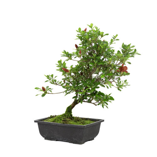 Outdoor Bonsai Rhododendron 'Suzakuhime' plastic pot 23cm, height ~43cm