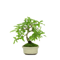 Shohin Punica Granatum creme oval pot ~10cm, height ~19cm
