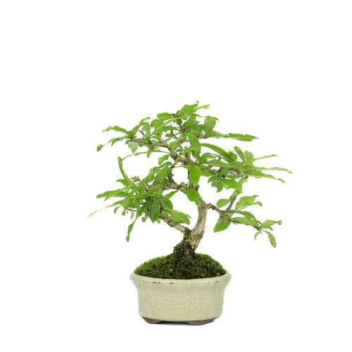 Buiten Bonsai Shohin Punica Granatum creme ovale pot ~10cm, hoogte ~19cm