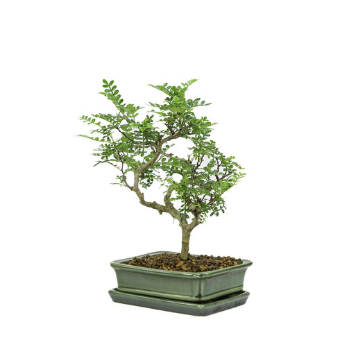 Indoor Bonsai Zanthoxylum piperitum creme zeshoekige rectangular pot 16cm, height ~30cm