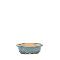 Bonsai pot chrysanten blauw 20cm