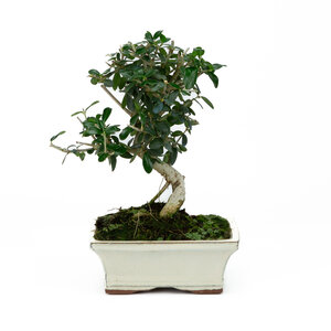 Olea sylvestris creme rectangular pot 15cm, height ~28cm