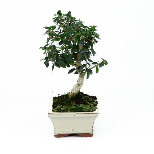 Outdoor Bonsai Olea sylvestris creme rectangular pot 15cm, height ~28cm