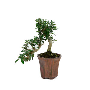 Olea sylvestris brons achthoekig cascade pot 10cm, hoogte ~24cm - Copy