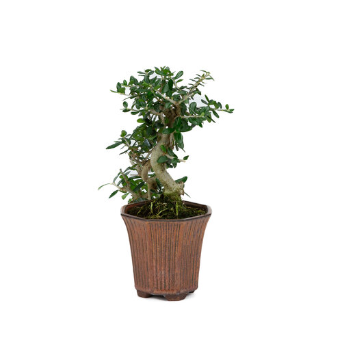 Outdoor Bonsai Olea sylvestris bronze octogon cascade pot 10cm, height ~24cm - Copy Outdoor Bonsai Olea sylvestris bronze octogon cascade pot 10cm, height ~24cm - Copy