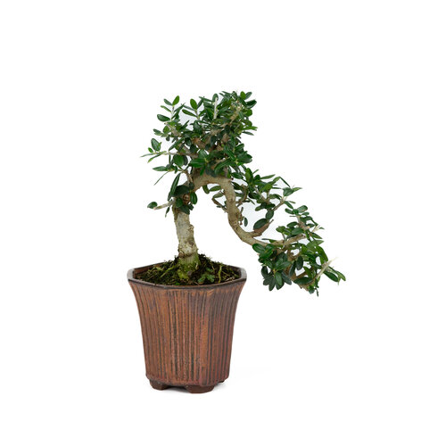 Outdoor Bonsai Olea sylvestris bronze octogon cascade pot 10cm, height ~24cm - Copy Outdoor Bonsai Olea sylvestris bronze octogon cascade pot 10cm, height ~24cm - Copy