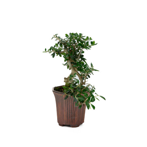 Outdoor Bonsai Olea sylvestris bronze octogon cascade pot 10cm, height ~24cm - Copy Outdoor Bonsai Olea sylvestris bronze octogon cascade pot 10cm, height ~24cm - Copy