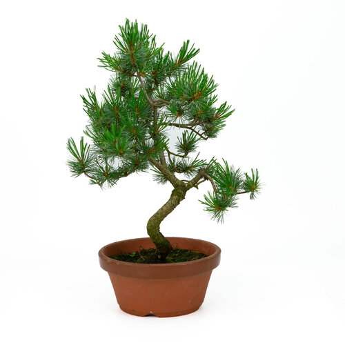 Outdoor Bonsai Pinus parviflora terracotta pot 19cm, height ~ 42cm