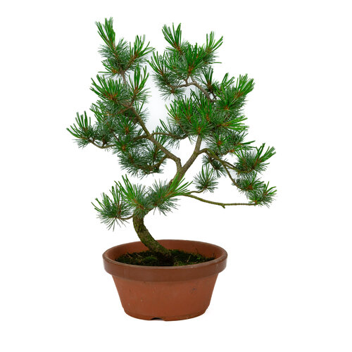 Outdoor Bonsai Pinus parviflora terracotta pot 19cm, height ~ 42cm