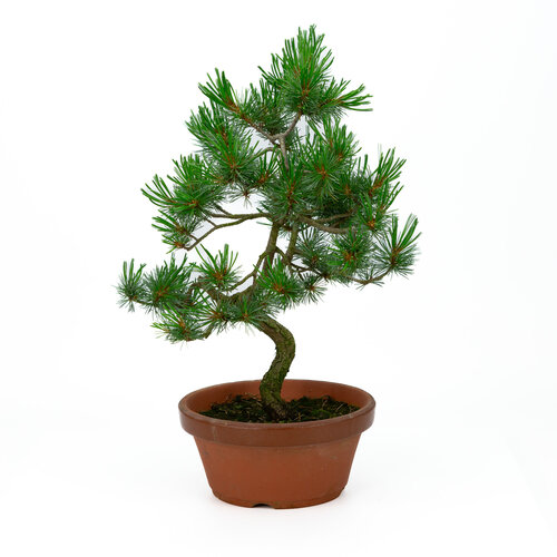 Outdoor Bonsai Pinus parviflora terracotta pot 19cm, height ~ 42cm