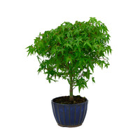 Acer palmatum 'Kiyohime' blauwe ronde pot 10cm, hoogte ~26cm