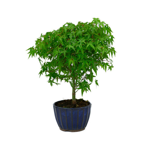 Acer palmatum 'Kiyohime' blue round pot 10cm, height ~26cm Acer palmatum 'Kiyohime' blue round pot 10cm, height ~26cm