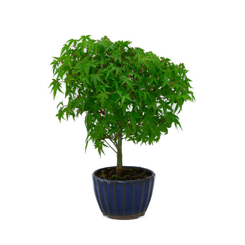Outdoor Bonsai Acer palmatum 'Kiyohime' blue round pot 10cm, height ~26cm Outdoor Bonsai Acer palmatum 'Kiyohime' blue round pot 10cm, height ~26cm
