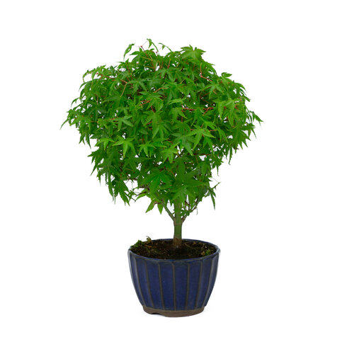 Outdoor Bonsai Acer palmatum 'Kiyohime' blue round pot 10cm, height ~26cm Outdoor Bonsai Acer palmatum 'Kiyohime' blue round pot 10cm, height ~26cm