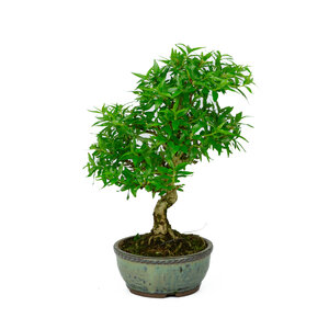 Asplenium blue round pot 13cm, height ~30cm