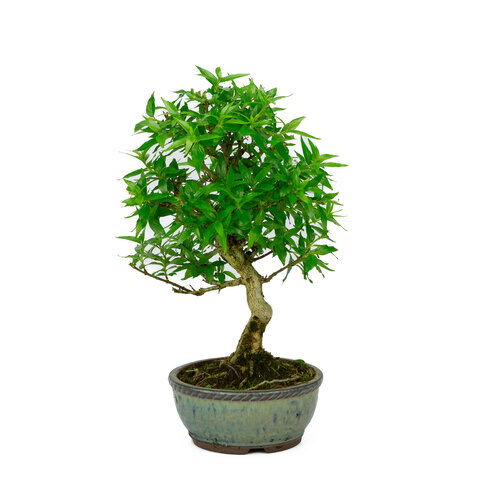 Outdoor Bonsai Asplenium blue round pot 13cm, height ~30cm