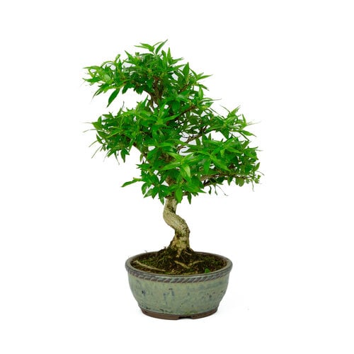 Outdoor Bonsai Asplenium blue round pot 13cm, height ~30cm