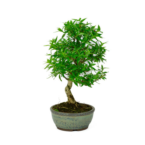 Outdoor Bonsai Asplenium blue round pot 13cm, height ~30cm