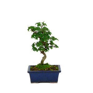 Shohin Acer buergerianum green round pot 13cm, height ~24cm