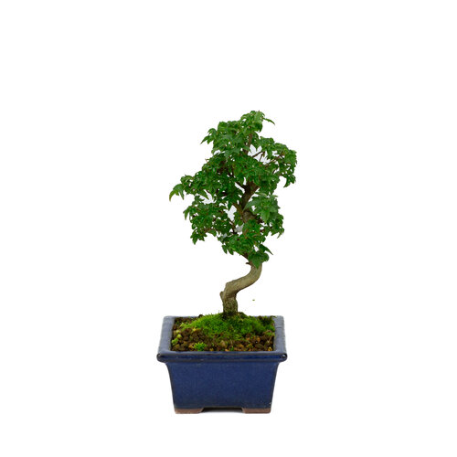 Outdoor Shohin Bonsai Acer buergerianum green round pot 13cm, height ~24cm