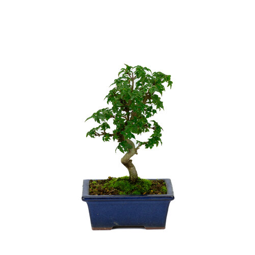 Outdoor Shohin Bonsai Acer buergerianum green round pot 13cm, height ~24cm