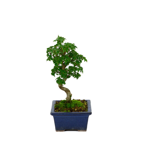 Outdoor Shohin Bonsai Acer buergerianum green round pot 13cm, height ~24cm