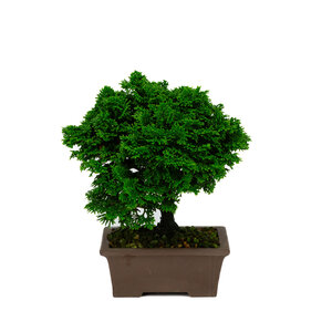 Chamaecyparis obtusa unglazed rectangular pot 13cm, height ~23cm