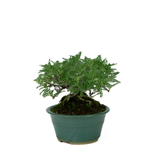 Buiten Bonsai Osteomeles anthyllidifolia gele ronde pot 22cm, hoogte ~26cm