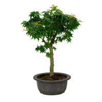 Acer palmatum 'Kotohime' plastic pot 18cm , hoogte ~ 43cm