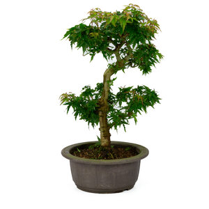 Acer palmatum 'Kotohime' plastic pot 18cm , height ~ 39cm