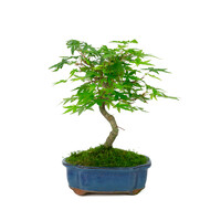 Acer palmatum blue mokko pot 17cm, height ~26cm