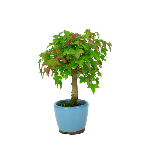 Buiten Shohin Bonsai Acer buergerianum licht blauwe ronde pot  8cm, hoogte ~23cm