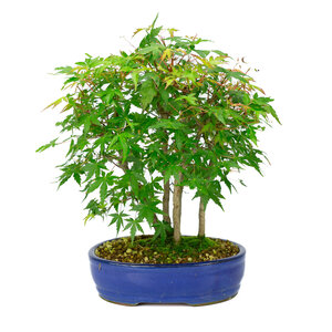 Acer palmatum blue oval pot 22cm, height ~36cm