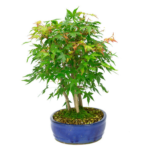 Outdoor Bonsai Acer palmatum blue oval pot 22cm, height ~36cm