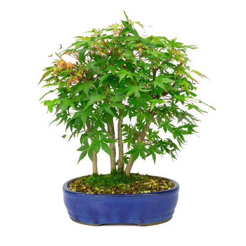 Outdoor Bonsai Acer palmatum blue oval pot 22cm, height ~36cm