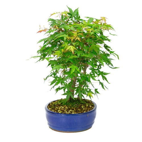 Outdoor Bonsai Acer palmatum blue oval pot 22cm, height ~36cm