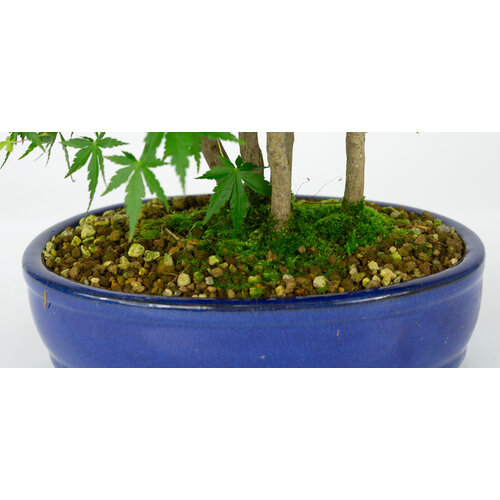 Outdoor Bonsai Acer palmatum blue oval pot 22cm, height ~36cm