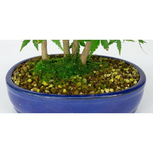 Outdoor Bonsai Acer palmatum blue oval pot 22cm, height ~36cm