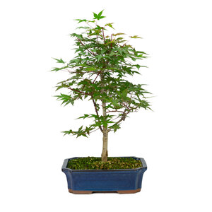 Acer palmatum Deshojo blauwe mokko pot 25cm, hoogte ~50cm